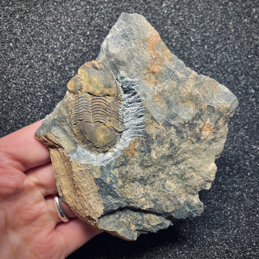 F1596 | Trilobite | Ectillaenus giganteus