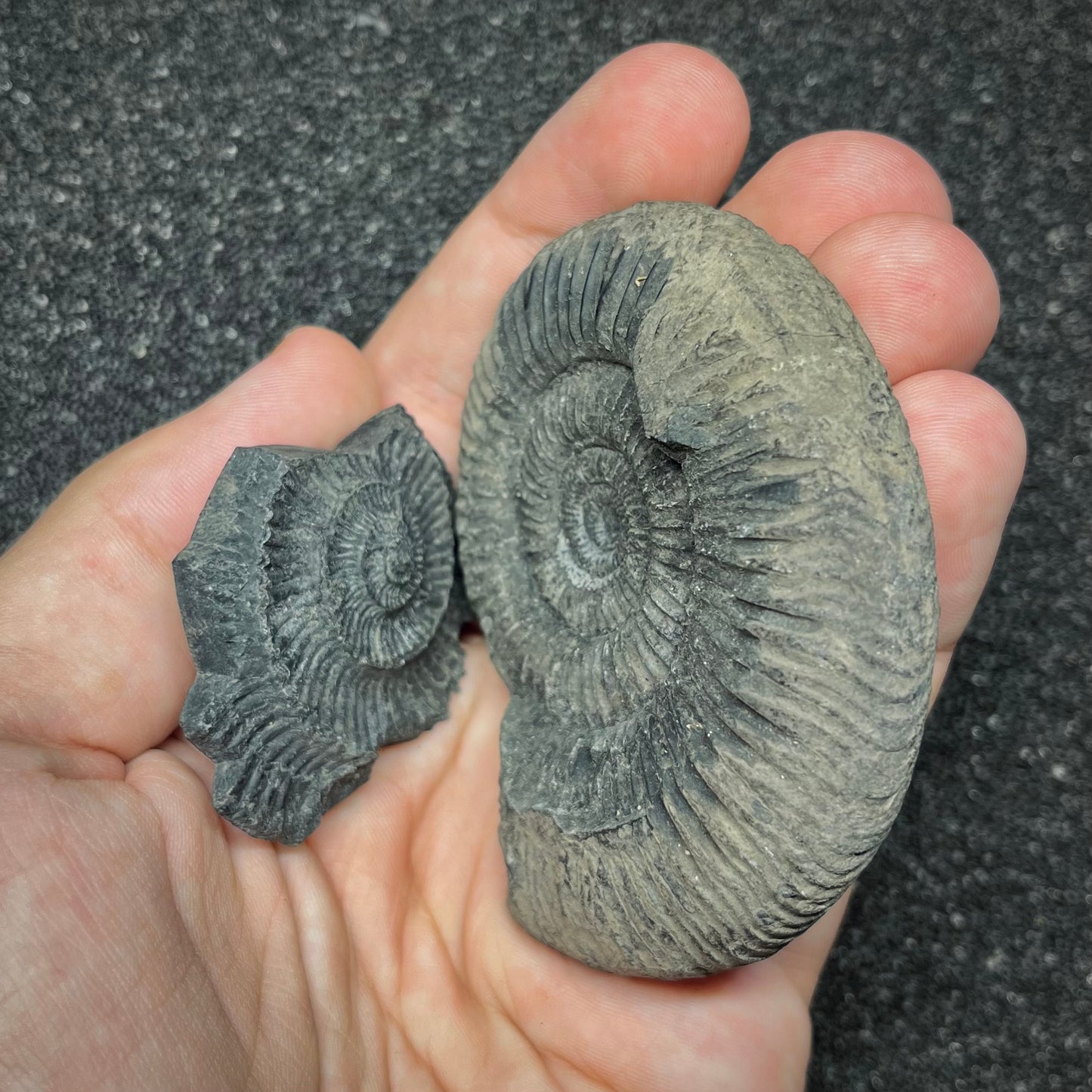 F2909 | Ammonite | Perisphinctidae indet.