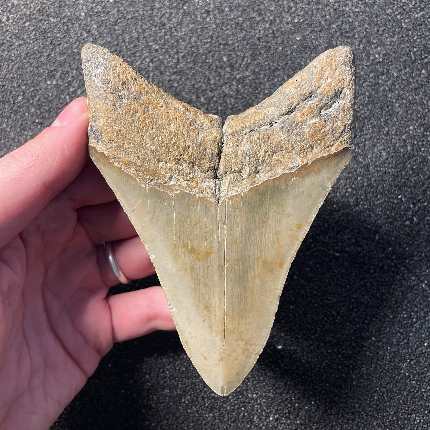 F2360 | Squalo | Otodus megalodon