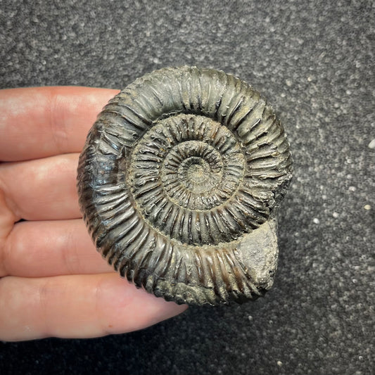 F2822 | Ammonite | Dactylioceratidae indet.
