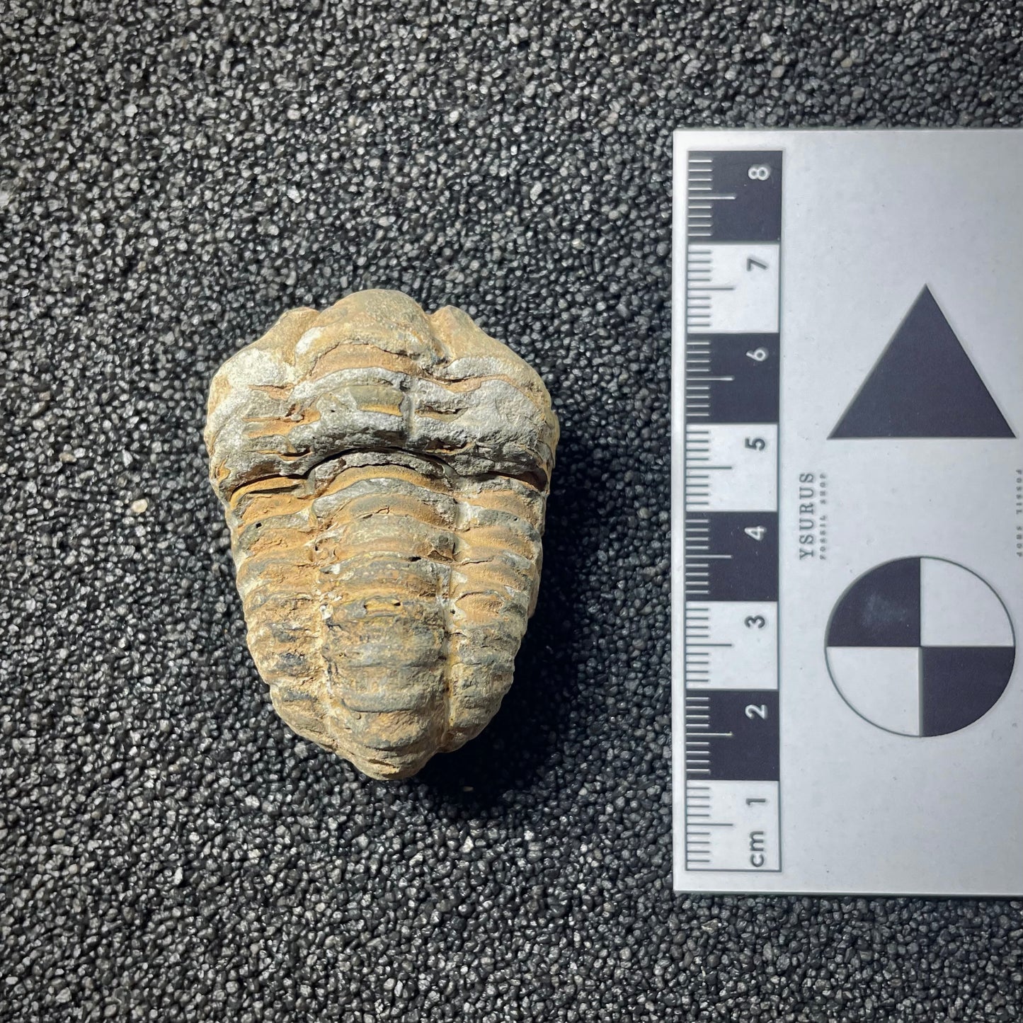 F1898 | Trilobite | Flexicalymene sp.