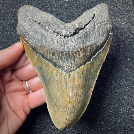 F1848 | Squalo | Otodus megalodon