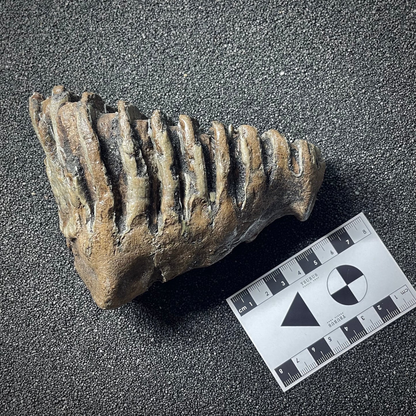 F1904 | Mammut | Mammuthus sp.