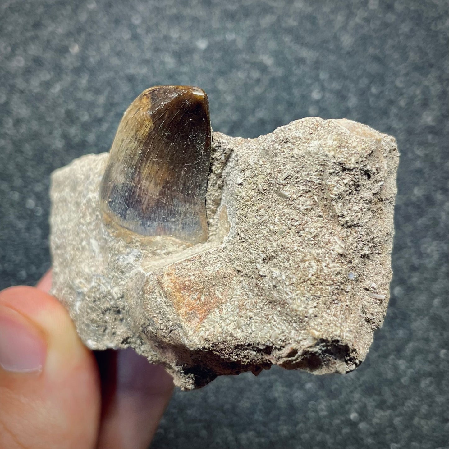 F2698 | Mosasauro | Mosasauridae indet.