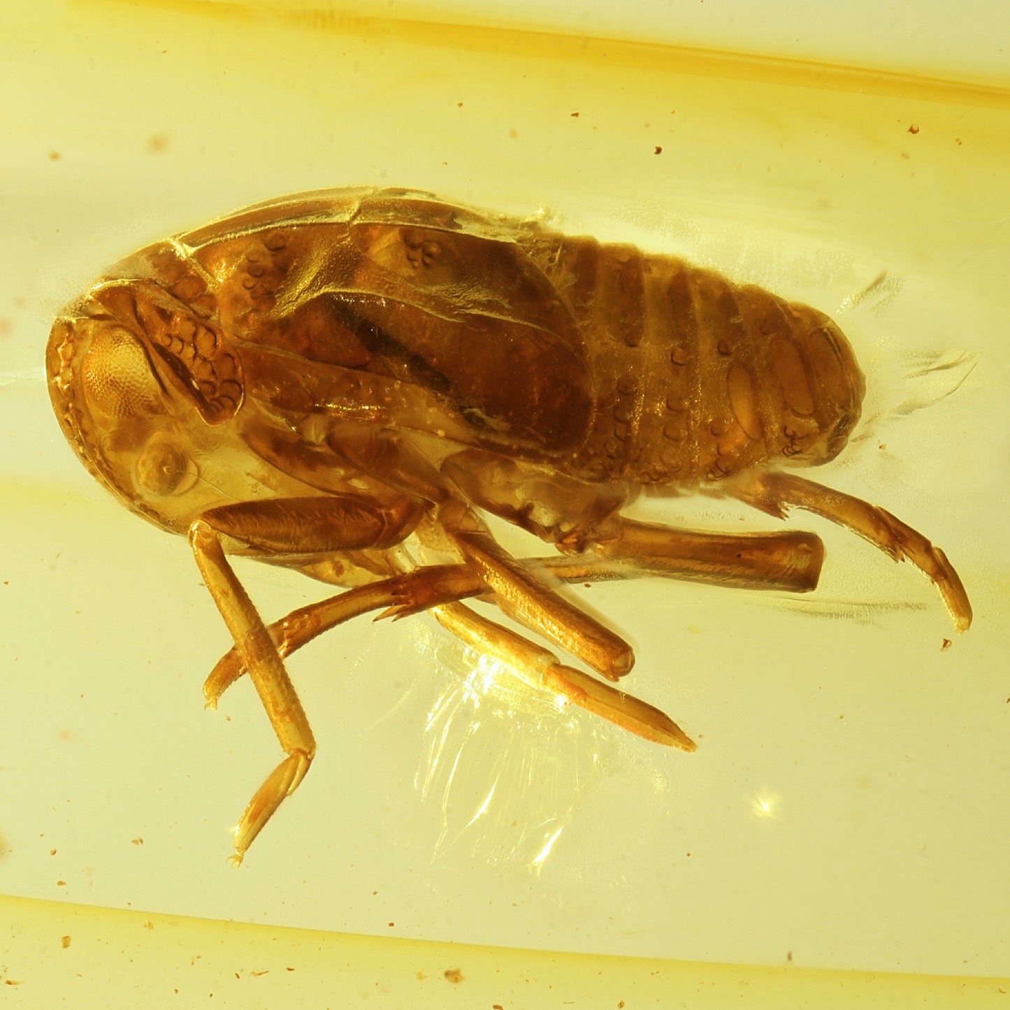 F2859 | Ambra con inclusione | Cicadellidae indet.