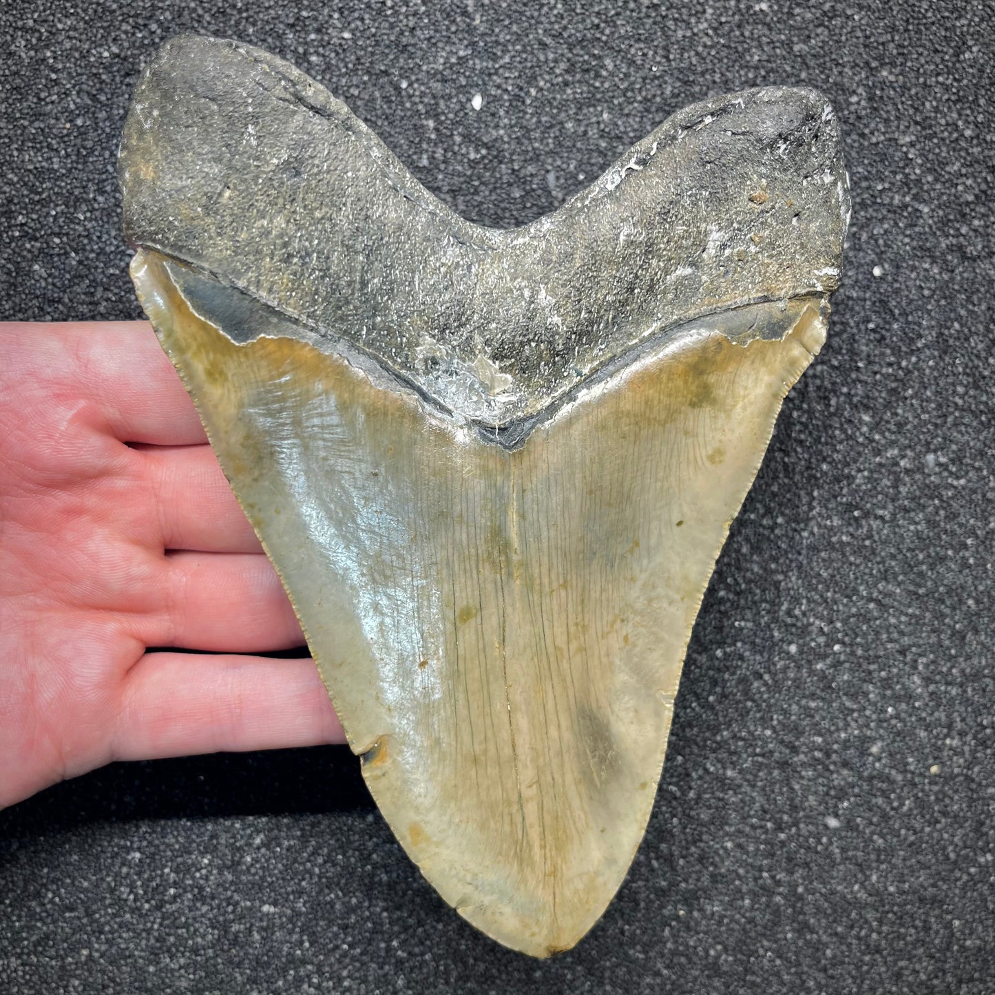 F2935 | Squalo | Otodus megalodon