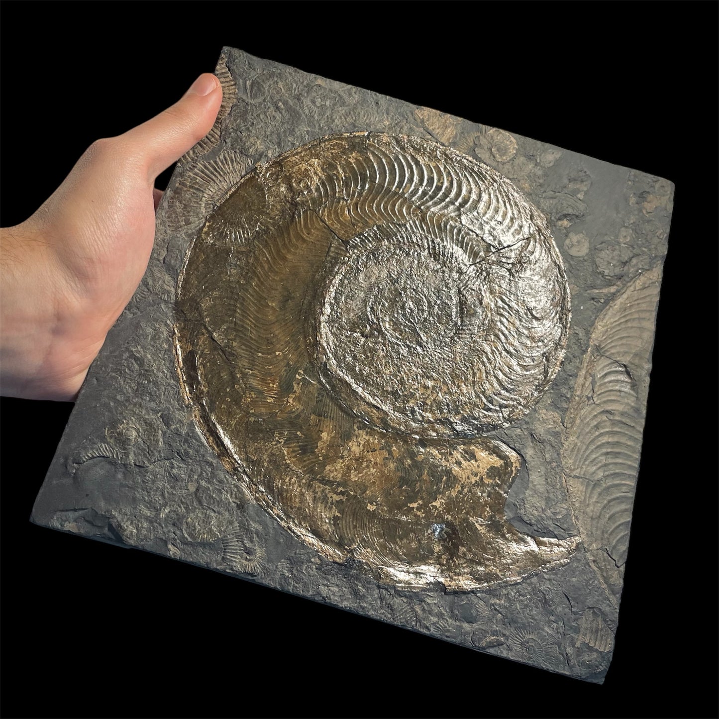 F2176 | Ammonite | Harpoceras falcifer