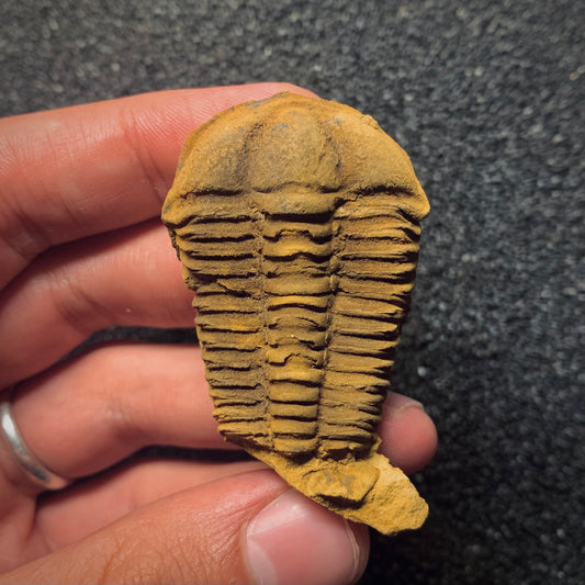 F995 | Trilobite | Concoryphe languedocensis