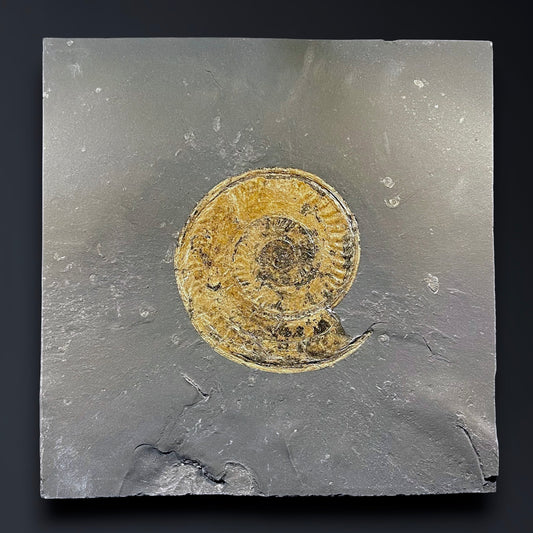 F2787 | Ammonite | Hildoceras sp.