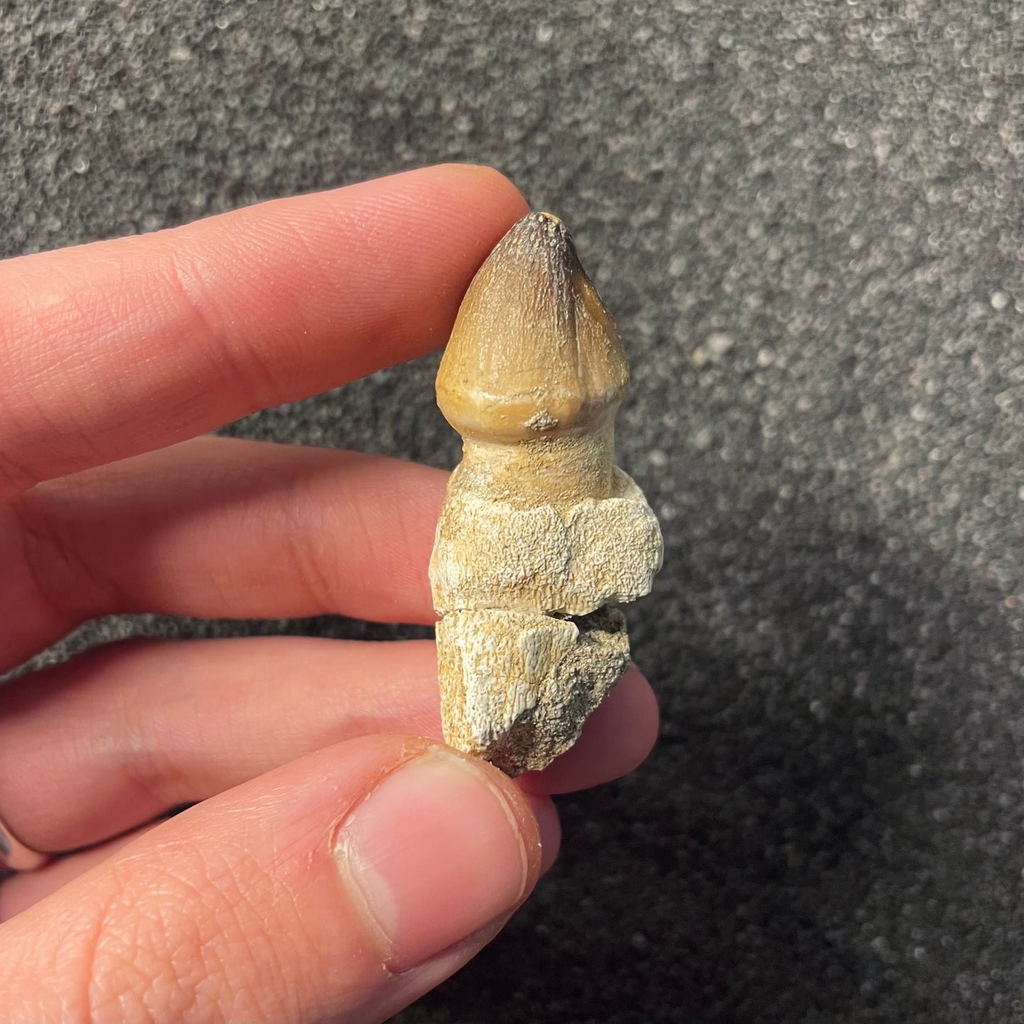 F2210 | Mosasauro | Globidens sp.