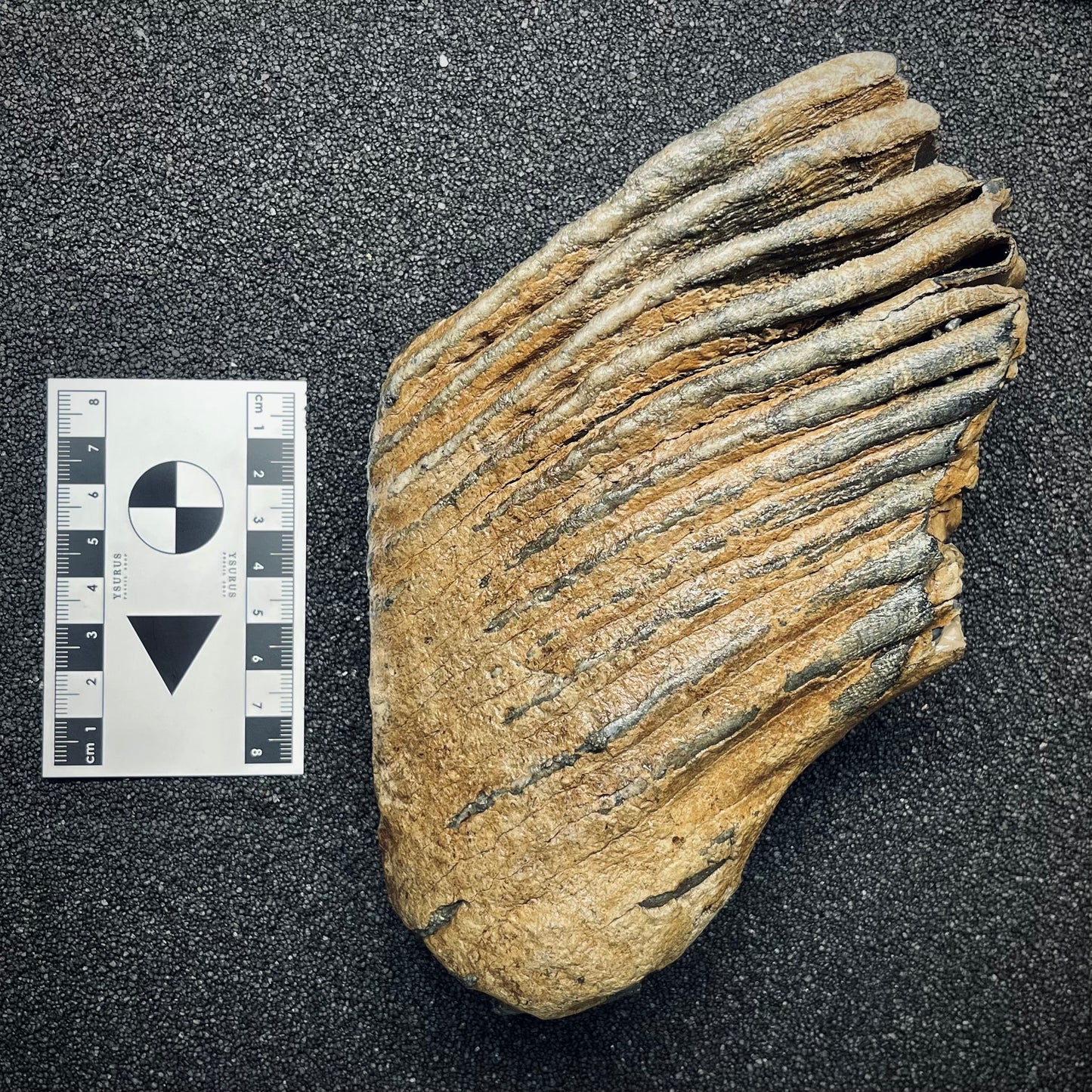 F2786 | Mammut | Mammuthus sp.