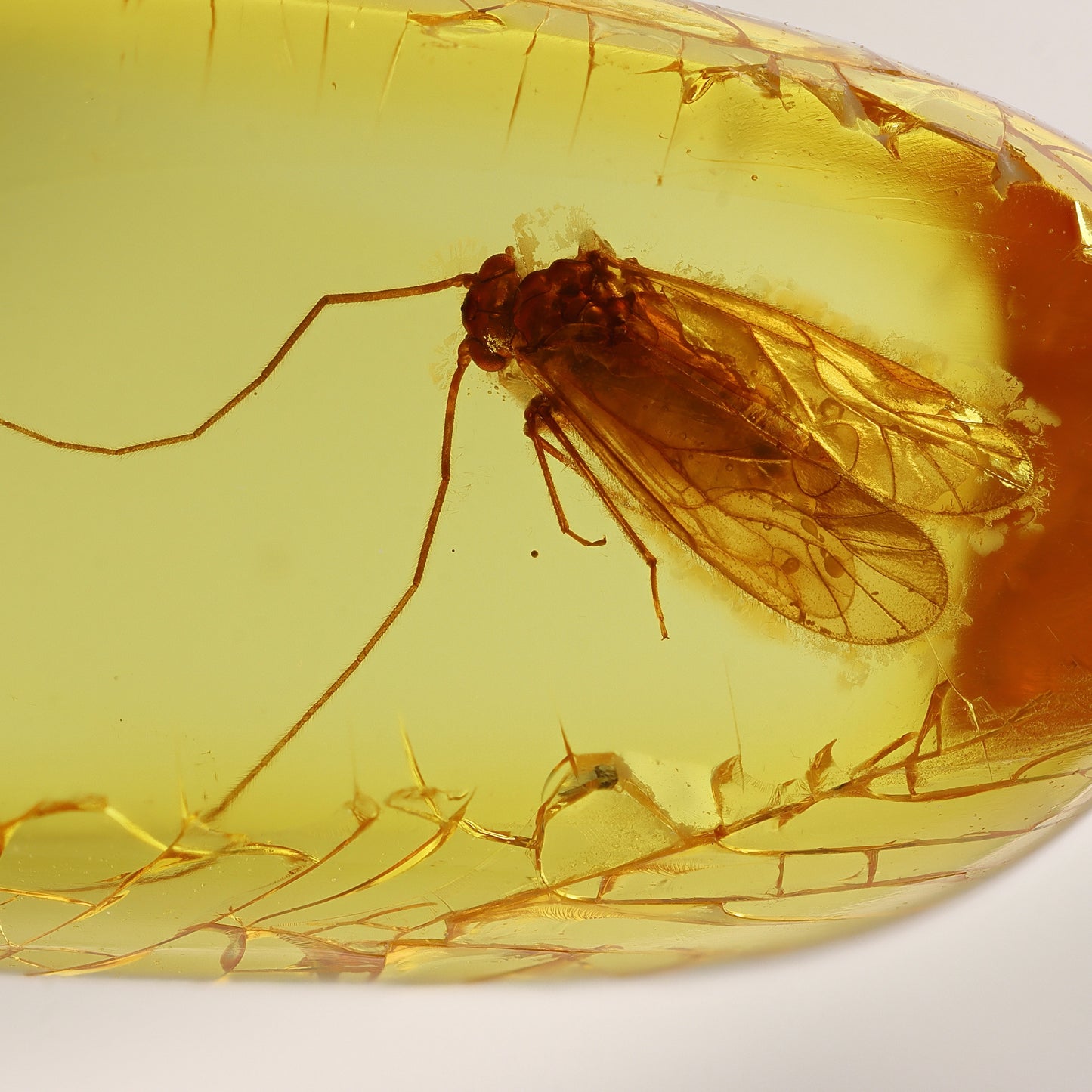 F2088 | Ambra con inclusione | Psocoptera indet.