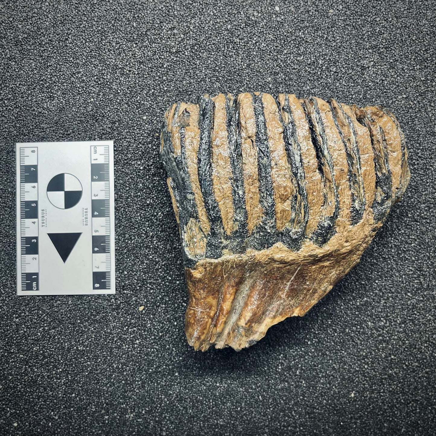 F2784 | Mammut | Mammuthus sp.