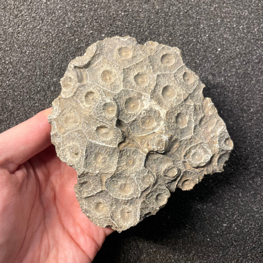 F2470 | Corallo | Hexagonaria sp.