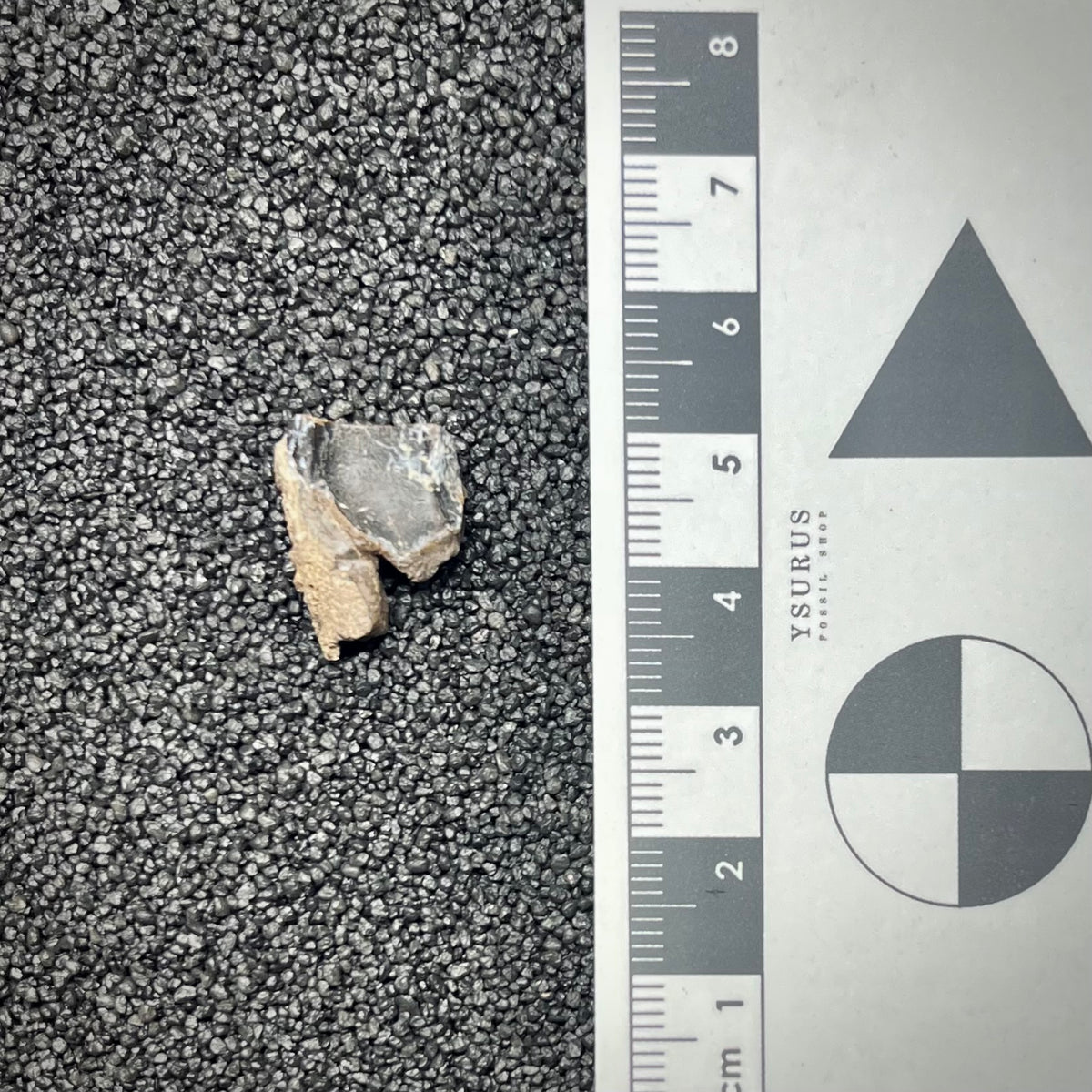 F3004 | Dinosauro | Triceratops sp.