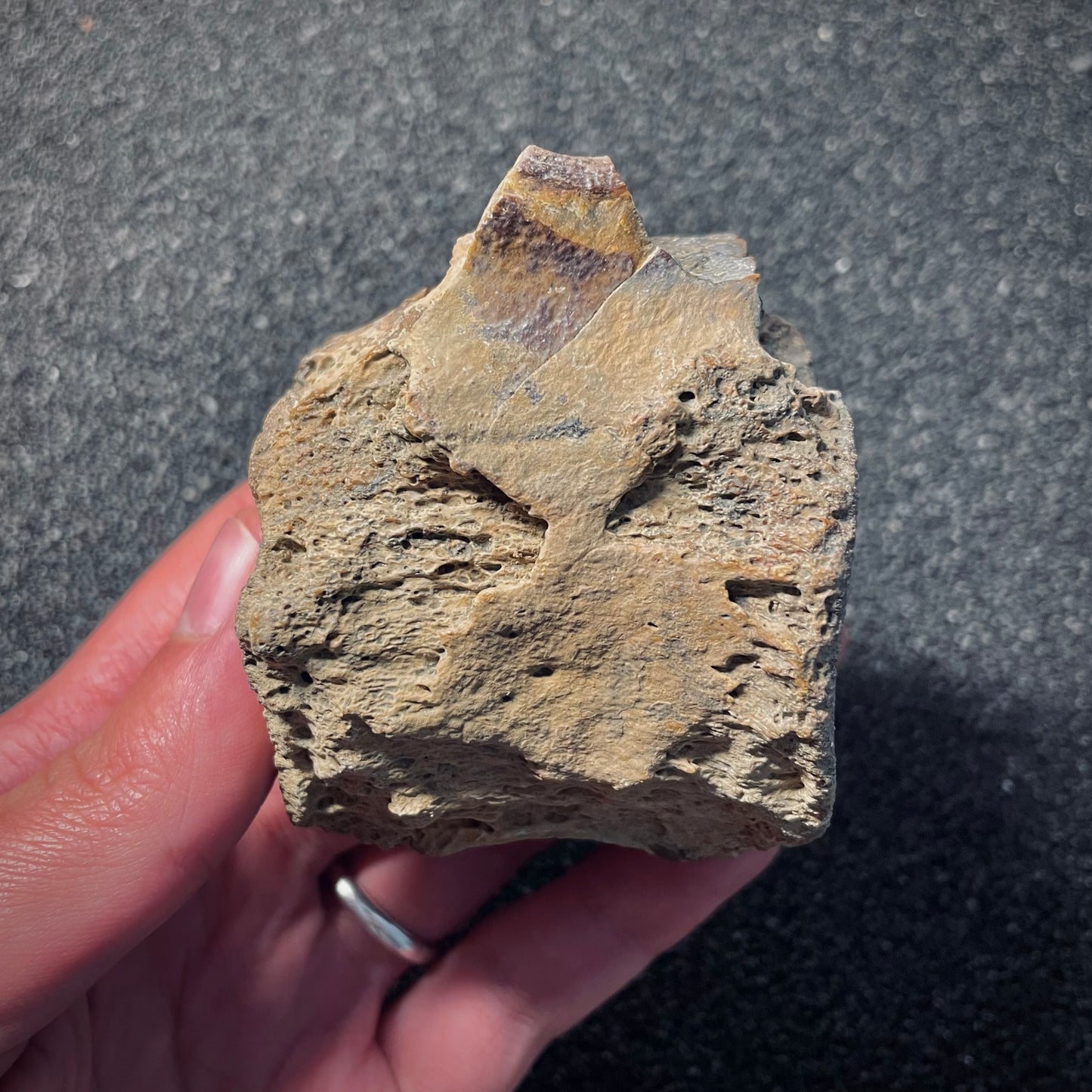 F2046 | Dinosauro | Hadrosauridae indet.