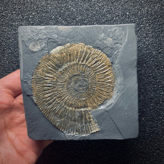 F614 | Ammonite | Dactylioceras commune