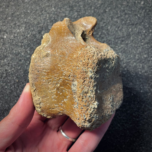 F2045 | Dinosauro | Hadrosauridae indet.