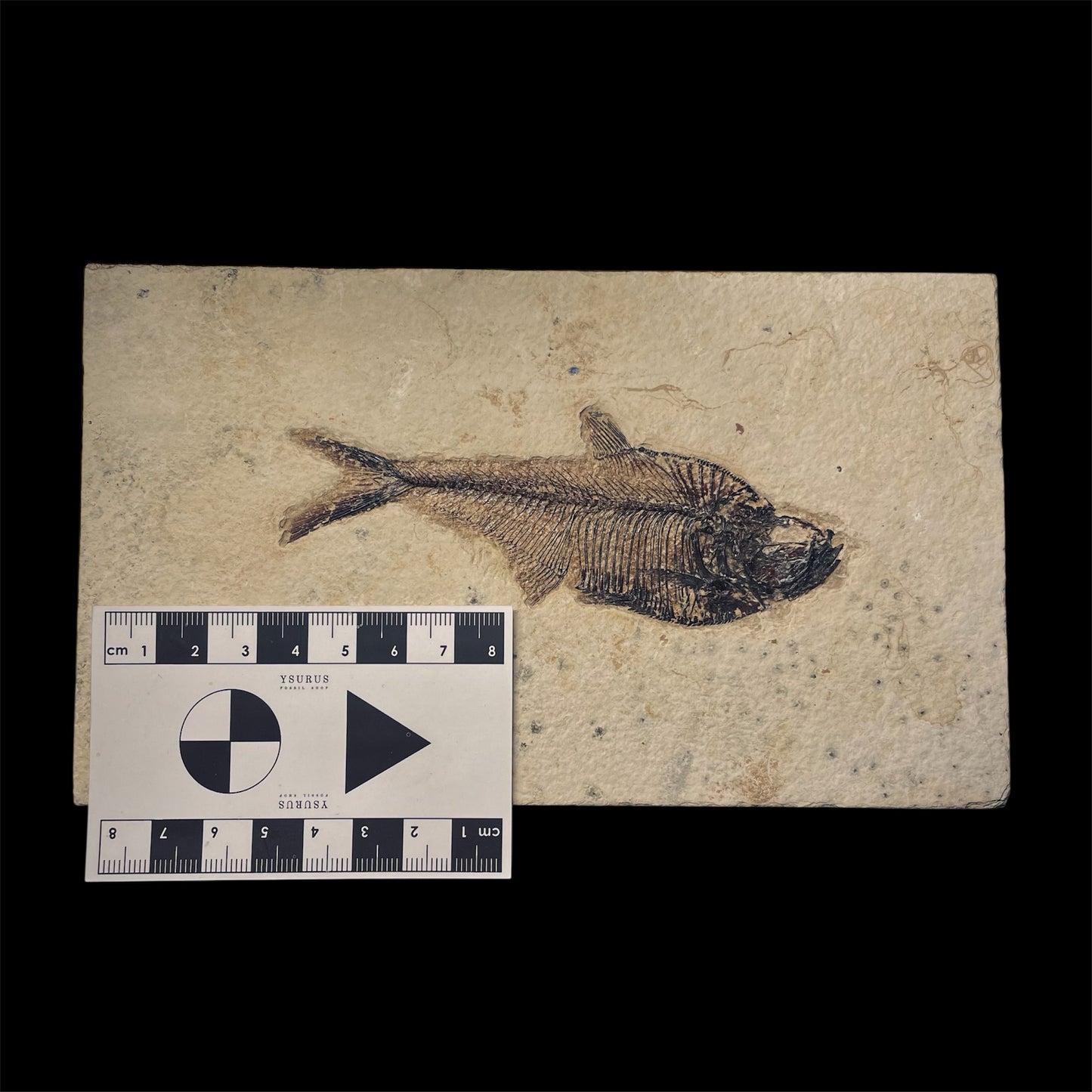 F1961 | Pesce | Diplomystus dentatus