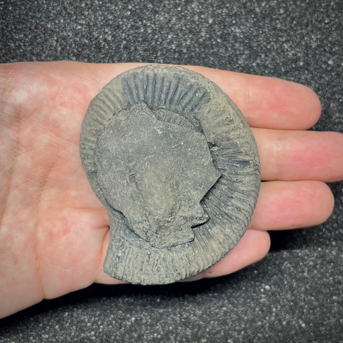 F2909 | Ammonite | Perisphinctidae indet.