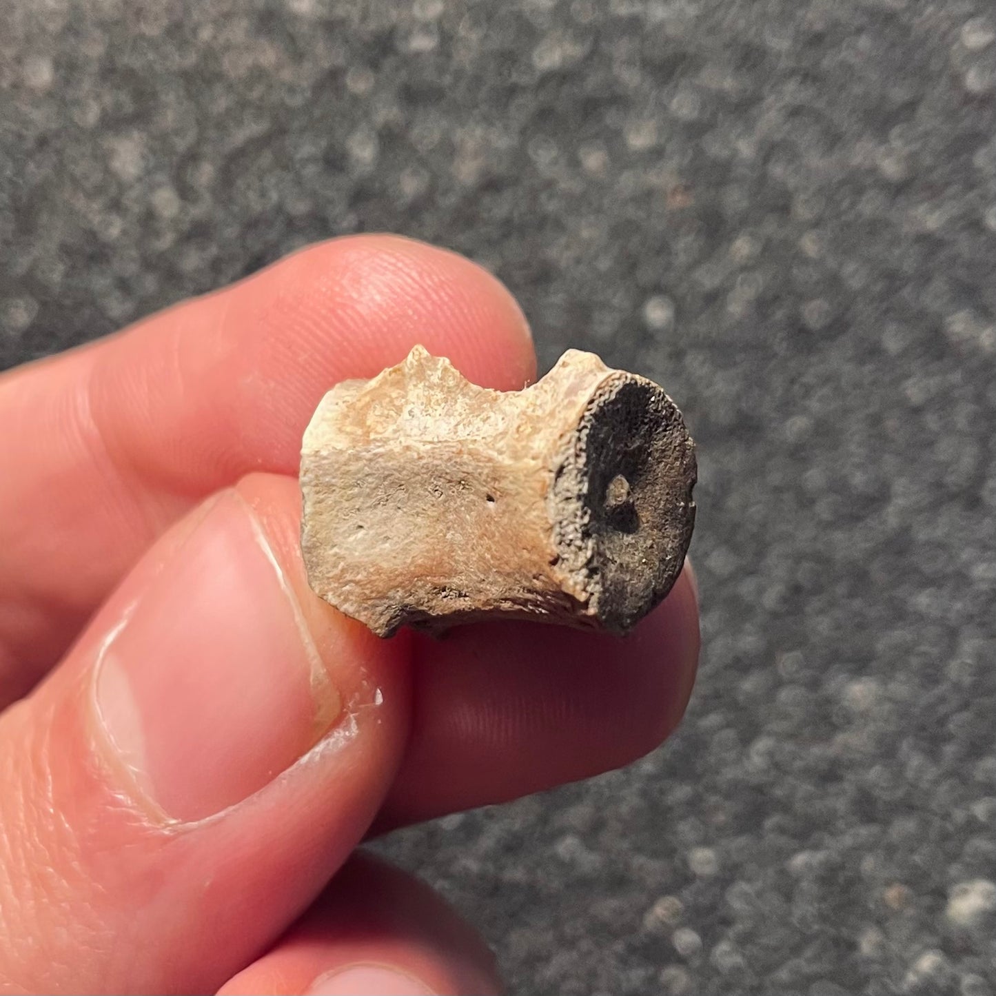 F2107 | Dinosauro | Dromaeosauridae indet.