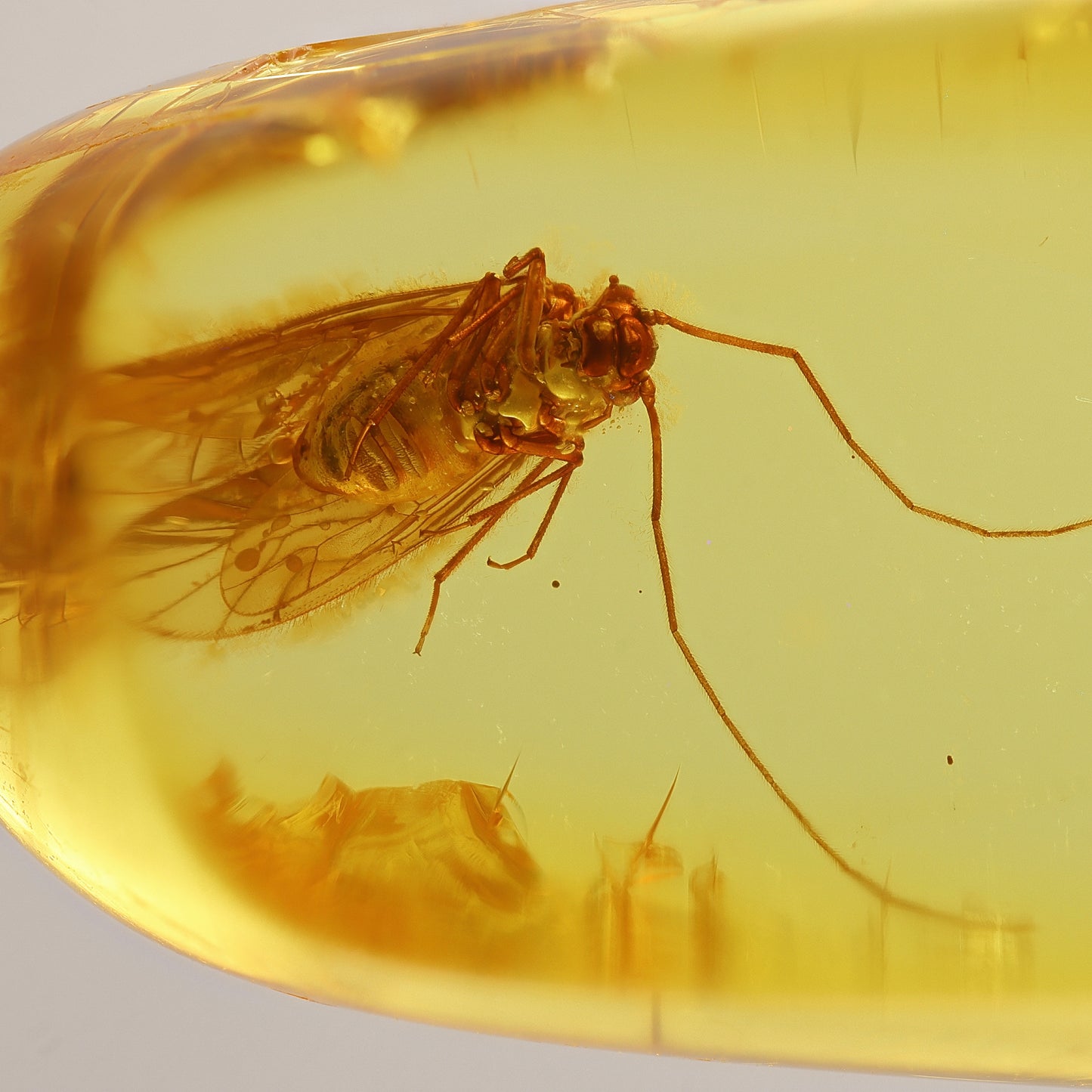 F2088 | Ambra con inclusione | Psocoptera indet.