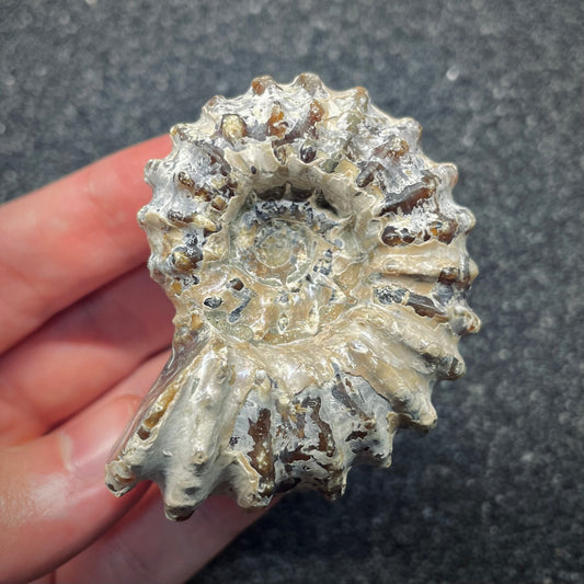 F2657 | Ammonite | Douvilleiceras sp.