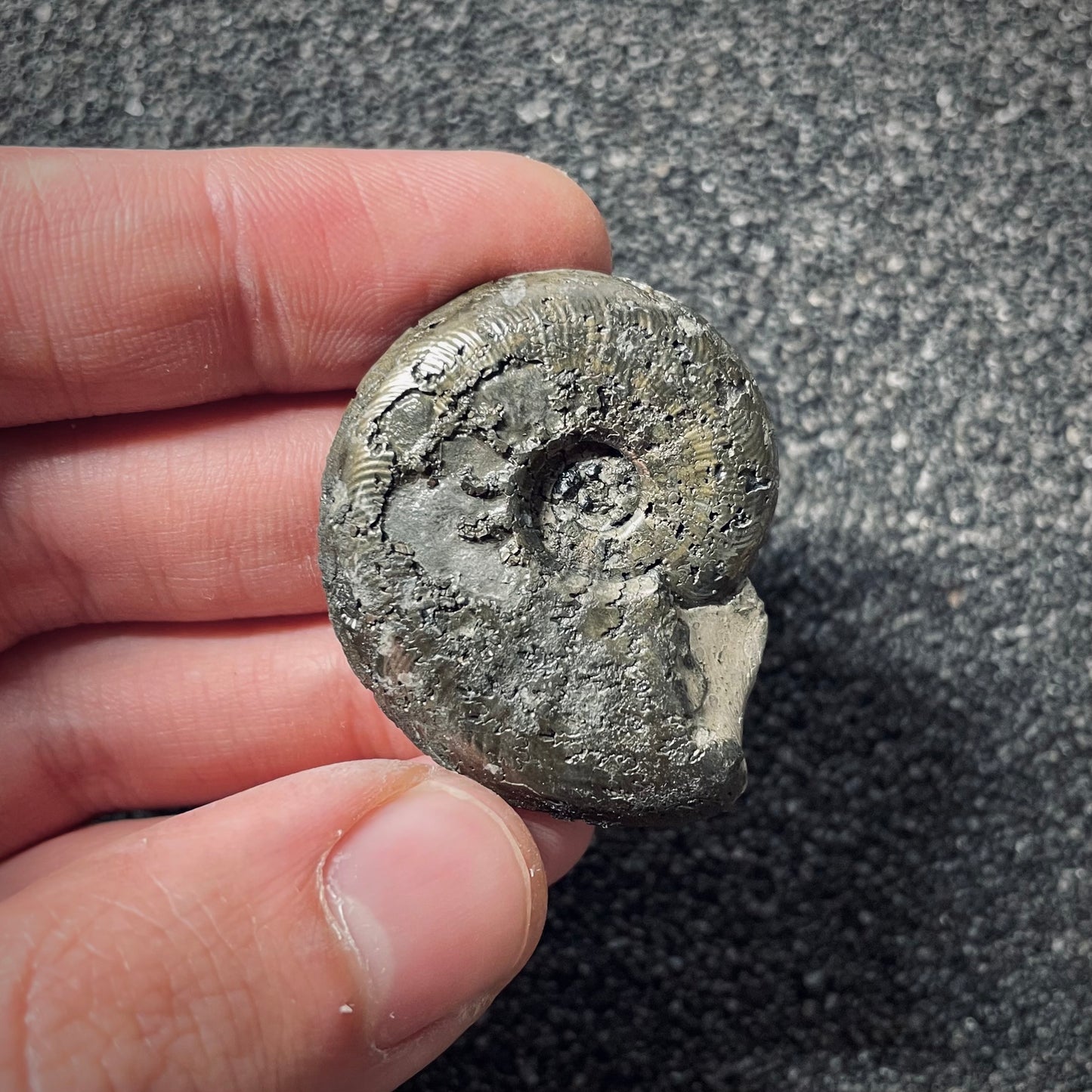 F2546 | Ammonite | Pleydellia sp.
