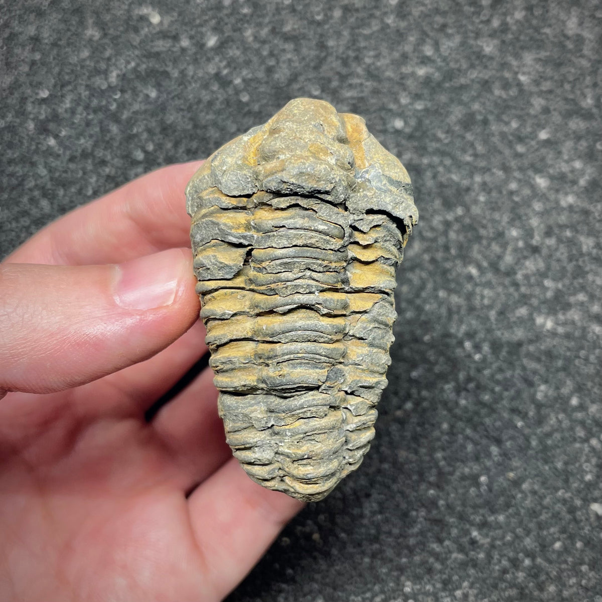 F3012 | Trilobite | Flexicalymene sp.