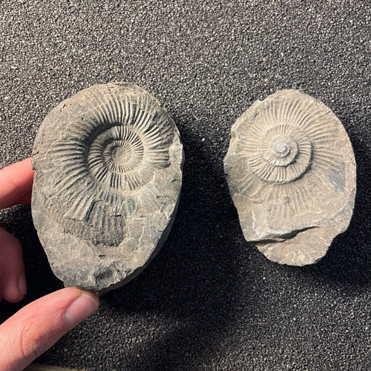 F2380 | Ammonite | Perisphinctidae indet.