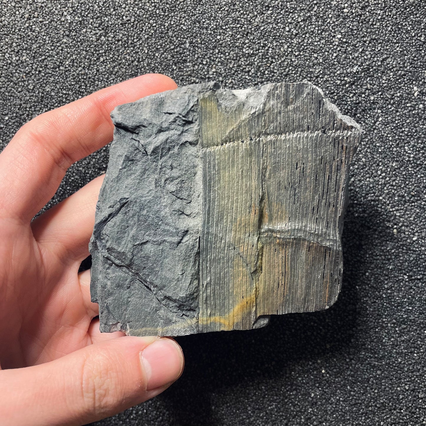 F2485 | Pianta | Calamites sp.