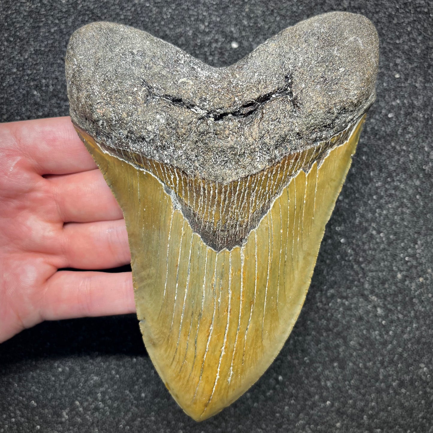 F2933 | Squalo | Otodus megalodon