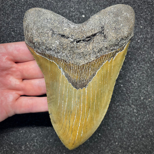 F2933 | Squalo | Otodus megalodon