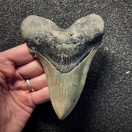 F2137 | Squalo | Otodus megalodon