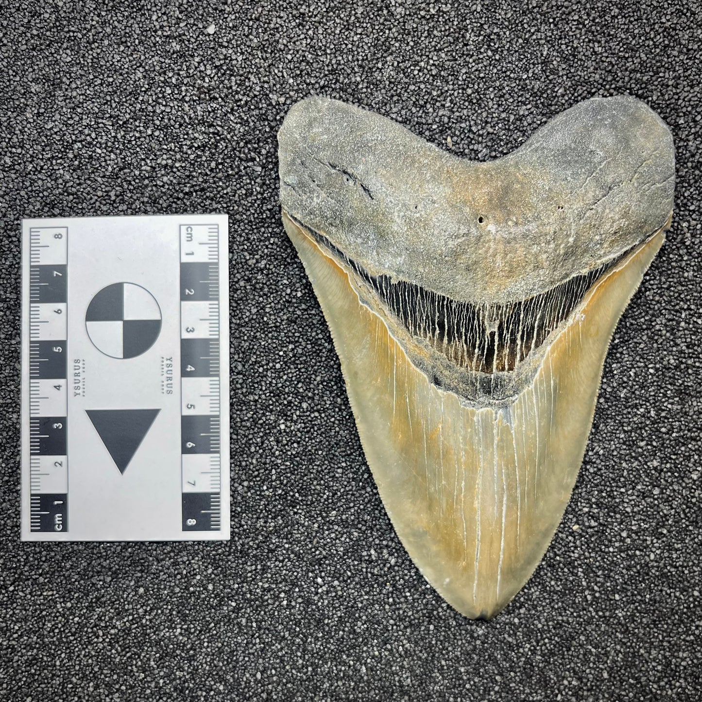 F2934 | Squalo | Otodus megalodon
