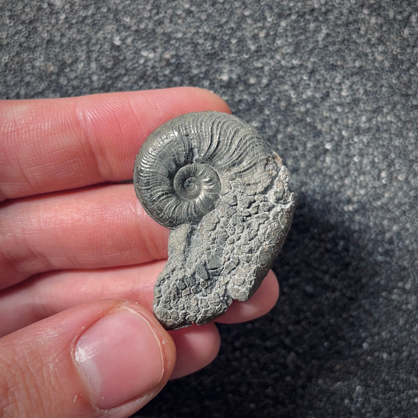 F2536 | Ammonite | Pleydellia sp.