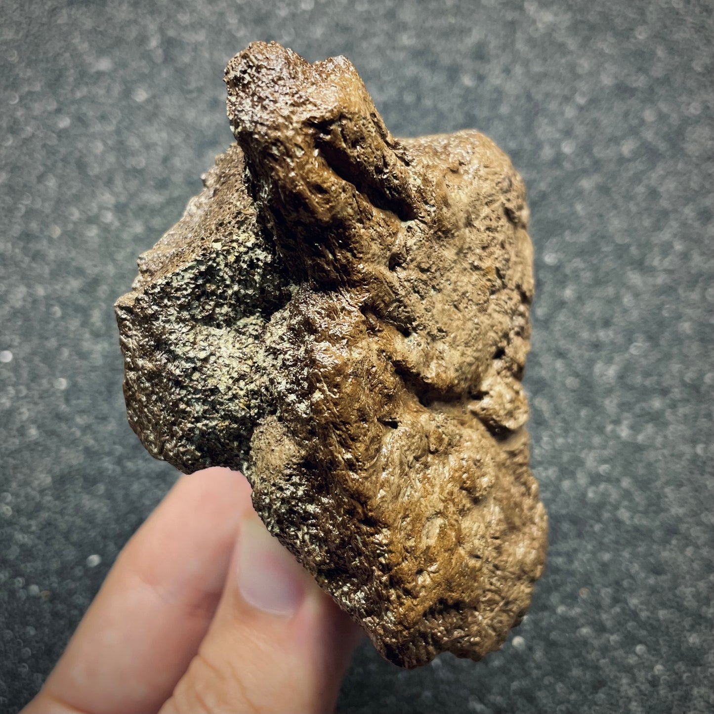 F2723 | Dinosauro | Triceratops sp.