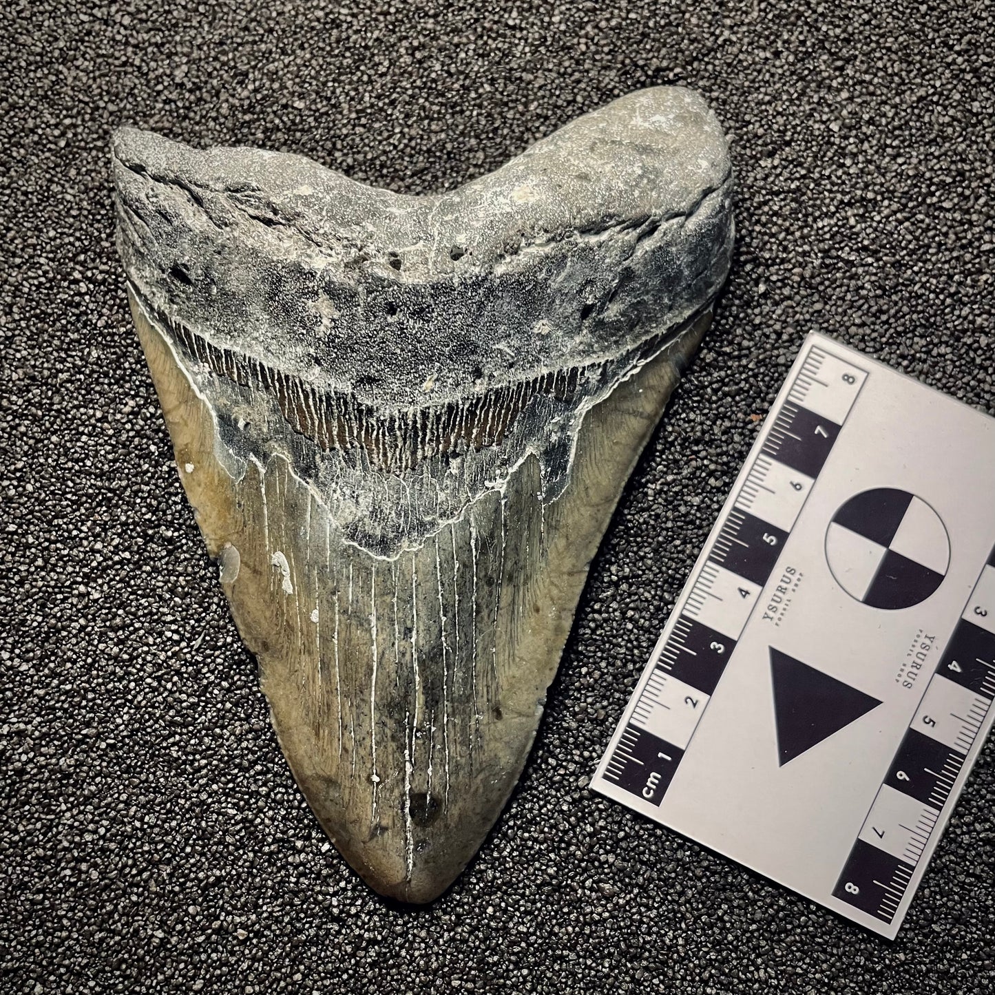 F2134 | Squalo | Otodus megalodon