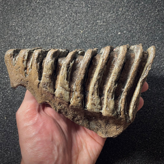 F1904 | Mammut | Mammuthus sp.
