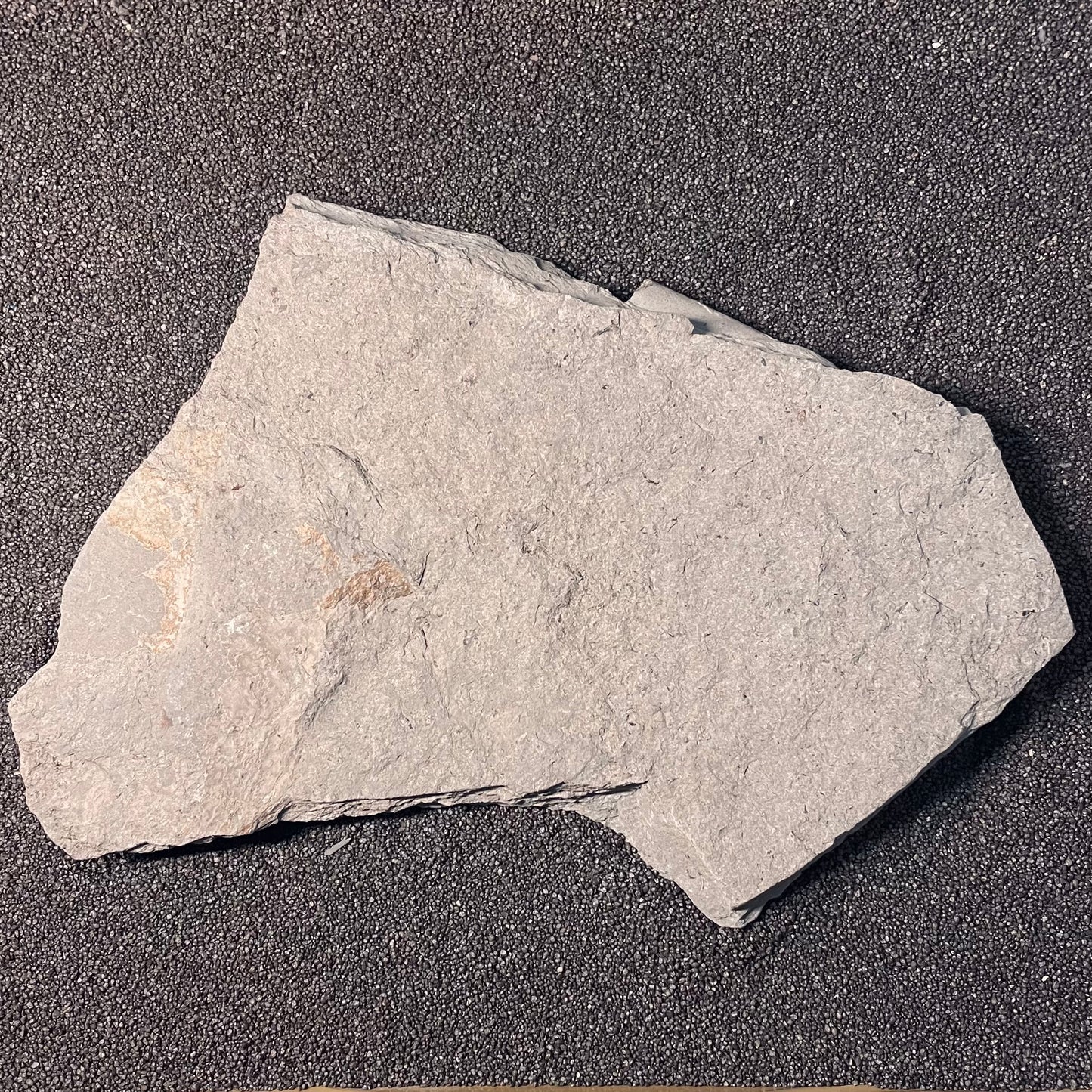 F2402 | Belemnite | Belemnoidea indet.