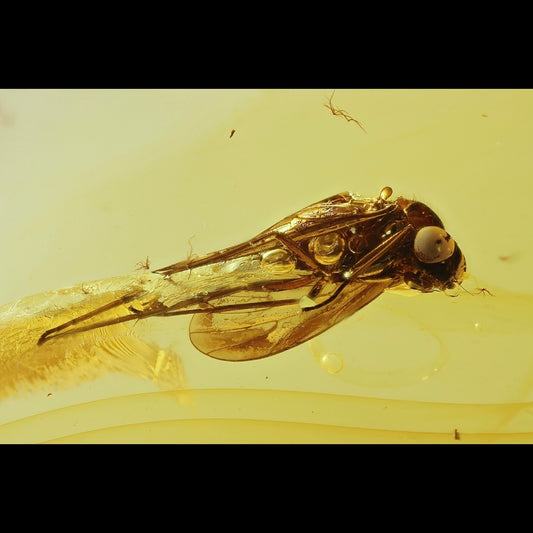 F2425 | Ambra con inclusione | Rhagionidae indet.