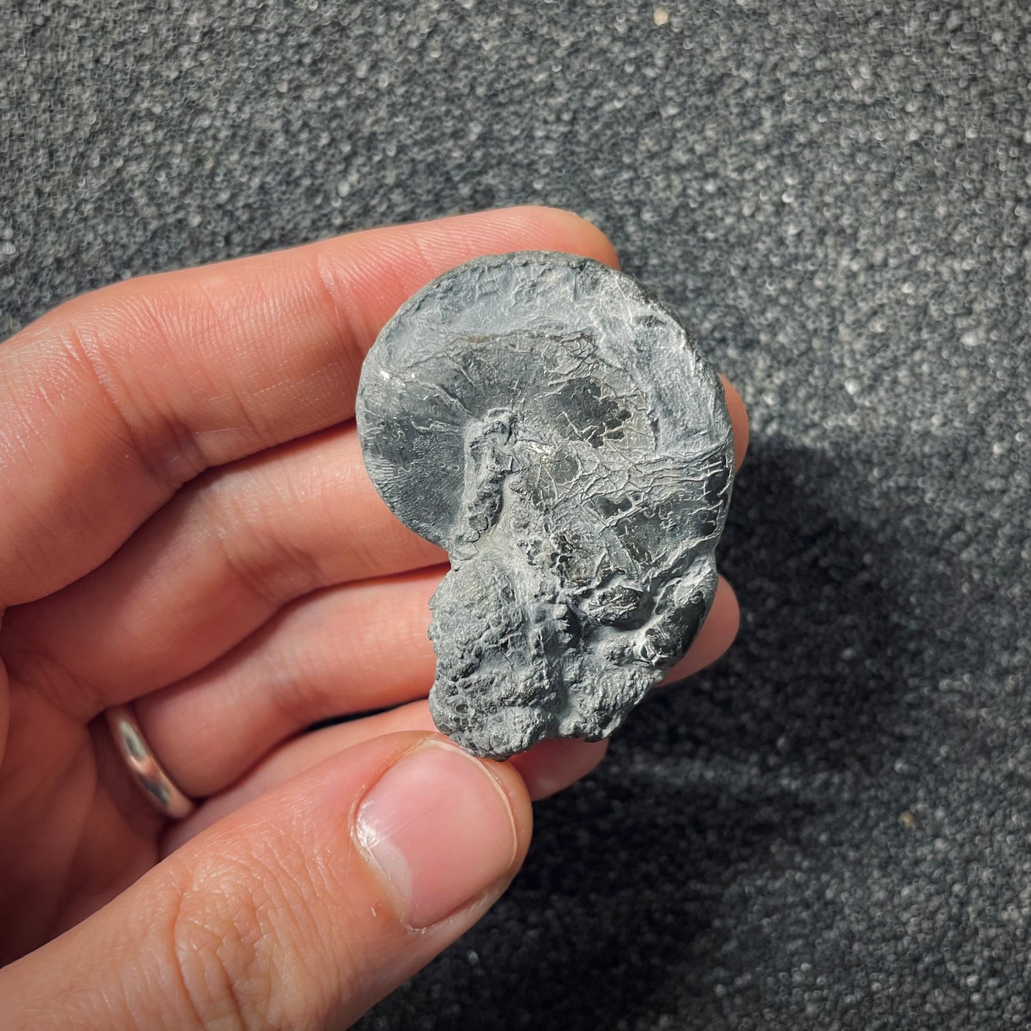 F2558 | Ammonite | Phylloceras sp.