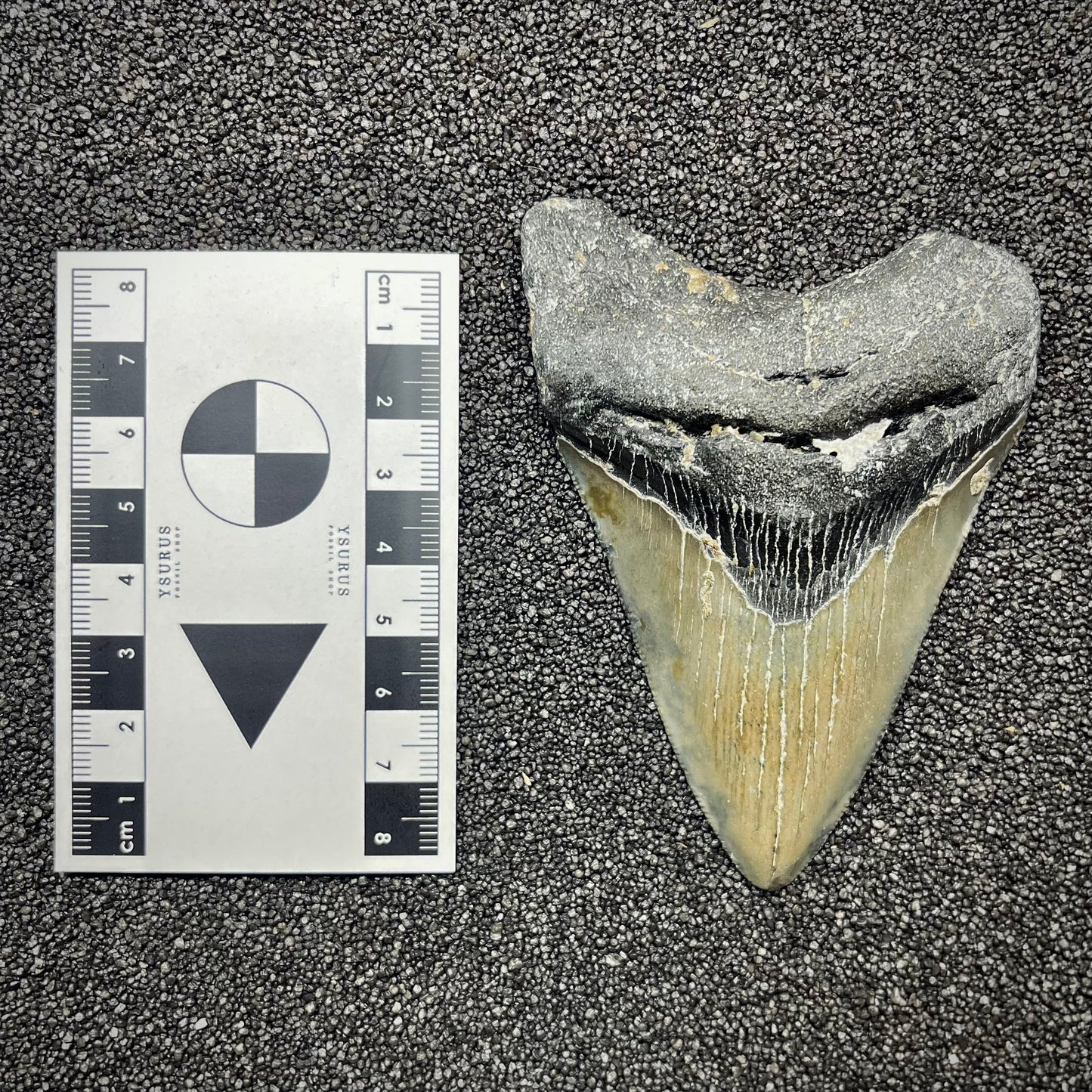 F2923 | Squalo | Otodus megalodon