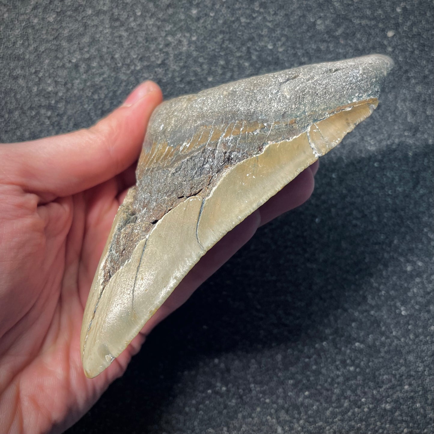 F2579 | Squalo | Otodus megalodon
