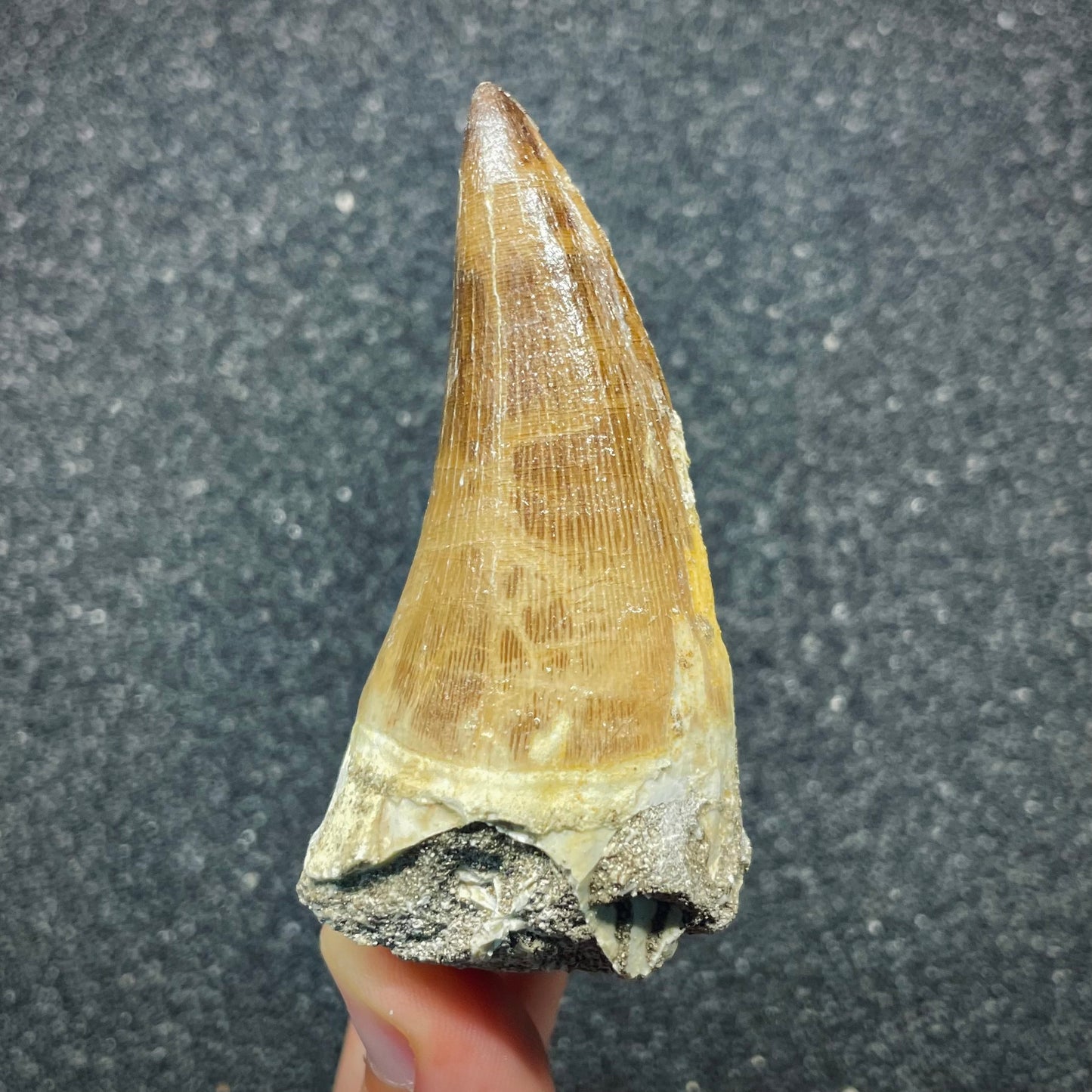 F2692 | Mosasauro | Prognathodon sp.
