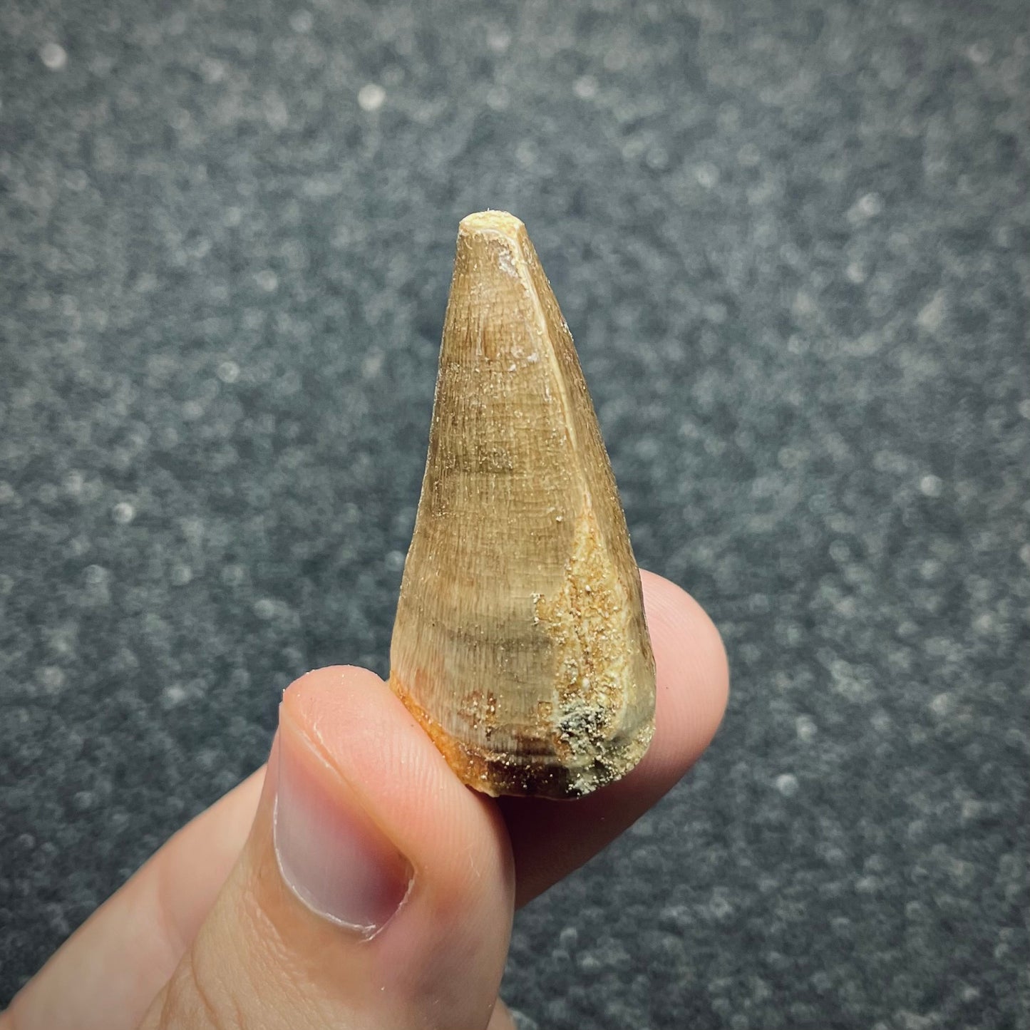 F2688 | Mosasauro | Prognathodon sp.
