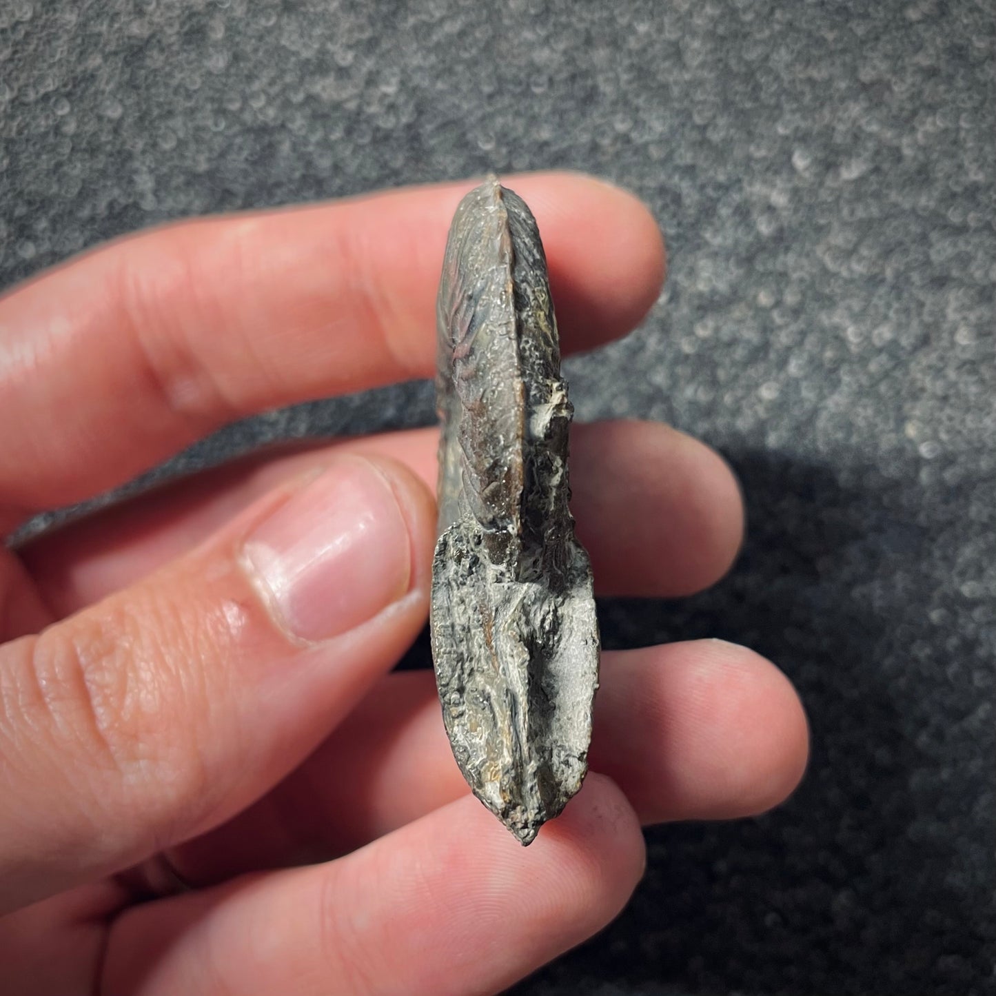 F2548 | Ammonite | Pleydellia sp.