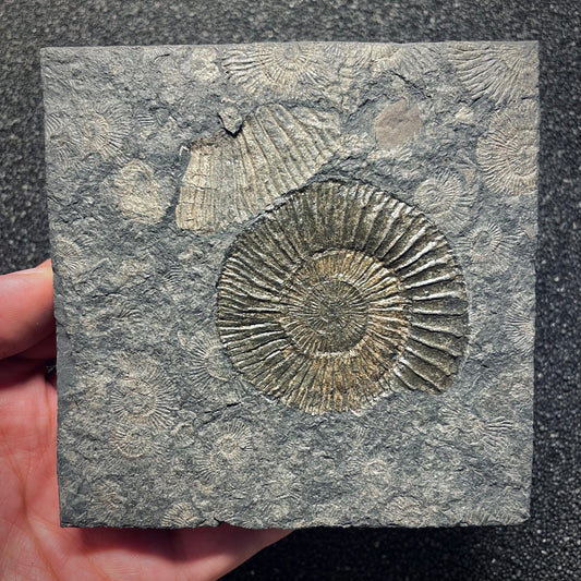 F1977 | Ammonite | Dactylioceras commune