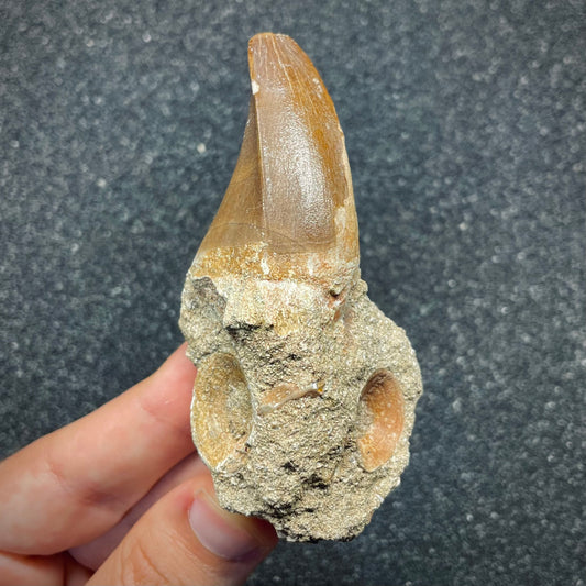 F2697 | Mosasauro | Mosasauridae indet.