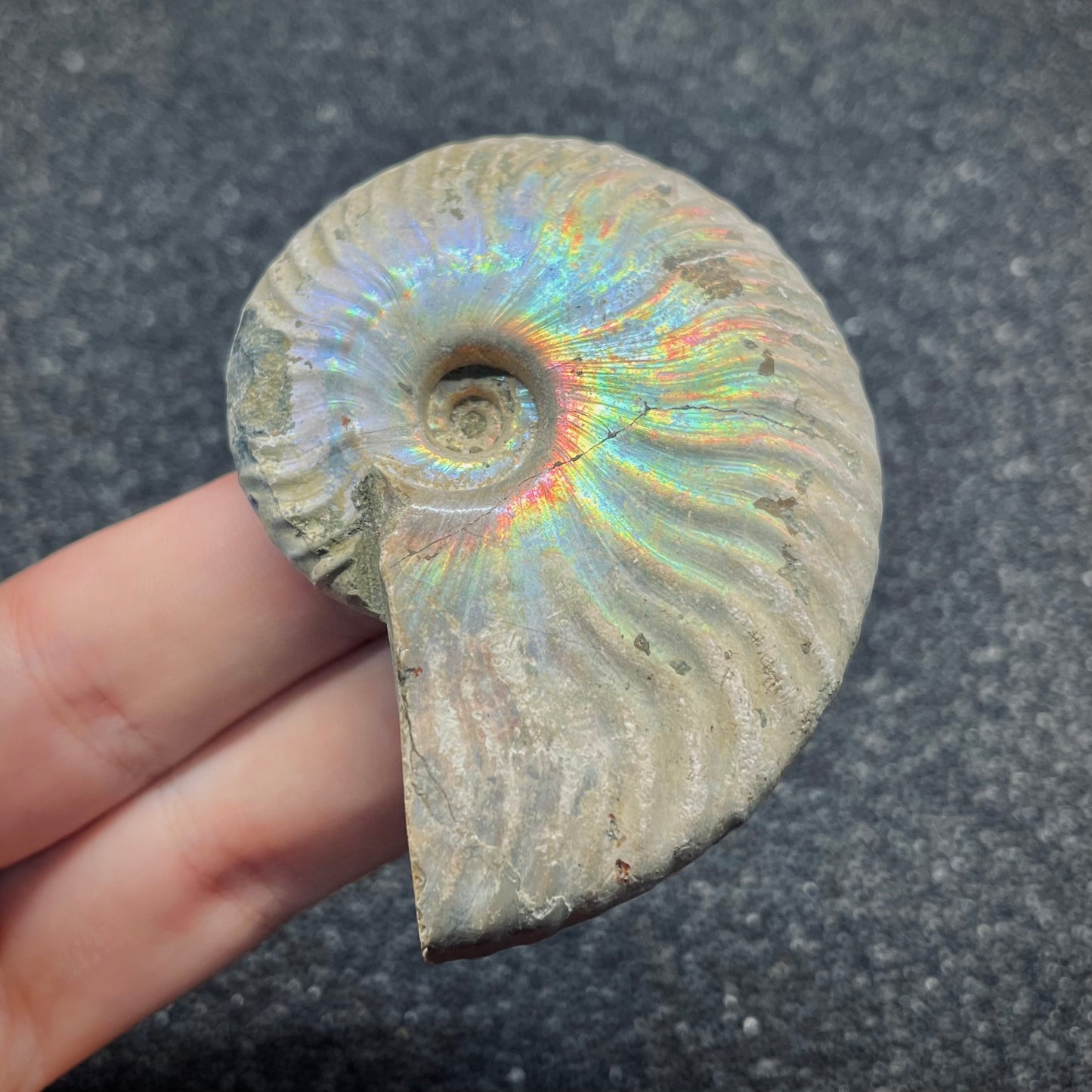 F2649 | Ammonite | Cleoniceras sp.